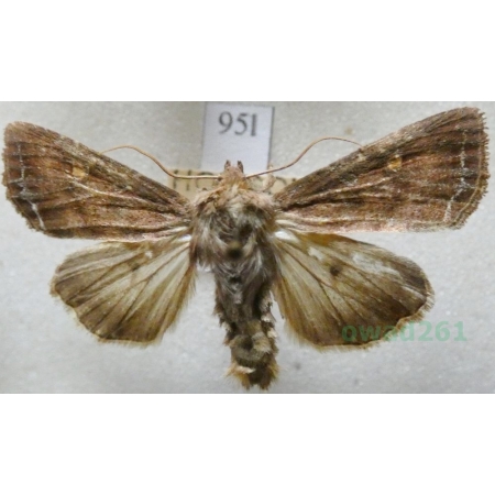 Lacanobia oleracea (Linnaeus, 1758) Piętnówka brukiewka Czech95l